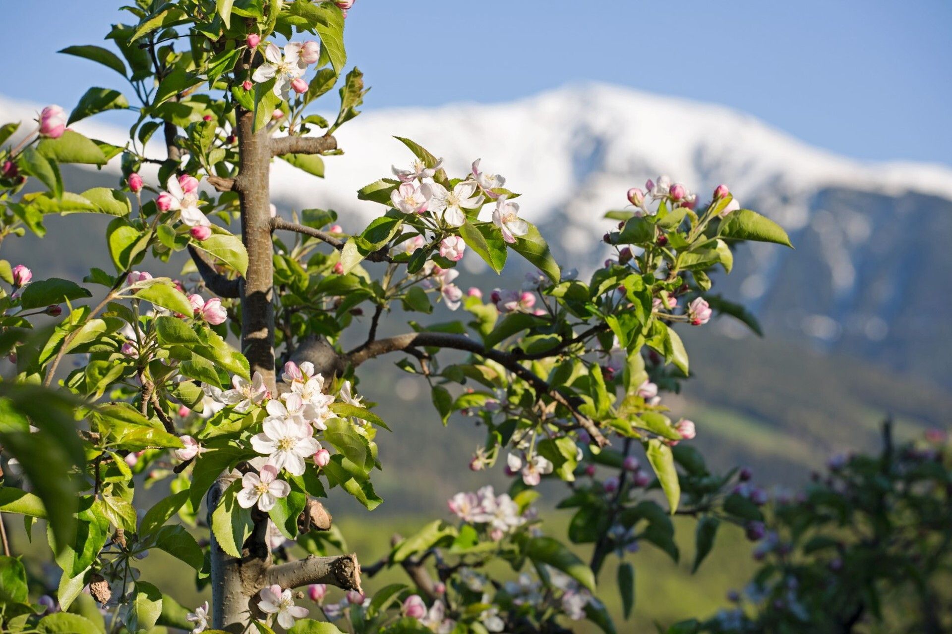 © Ente del Turismo  | Primavera di Novacella - ph Alex Filz