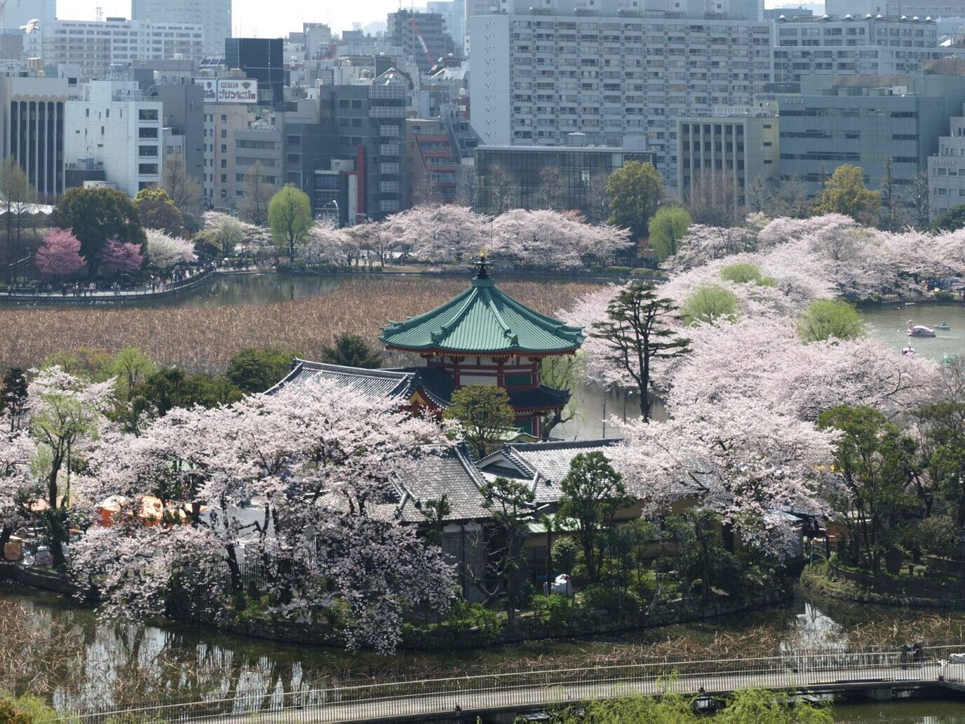 © Ente del Turismo  | TCVB, A Cherry Blossom Journey