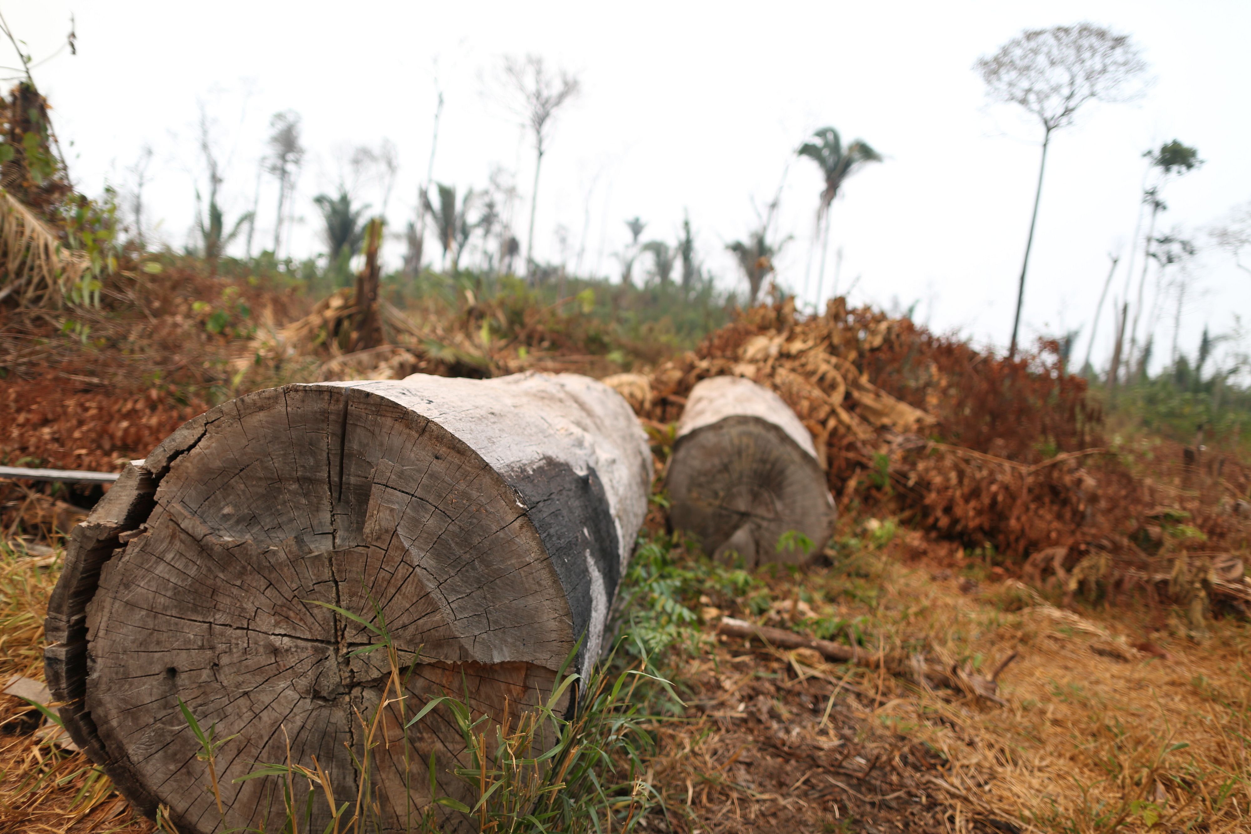 Il Parlamento europeo discute sicurezza e ambiente: rinviata la legge contro la deforestazione e misure contro la flotta ombra russa