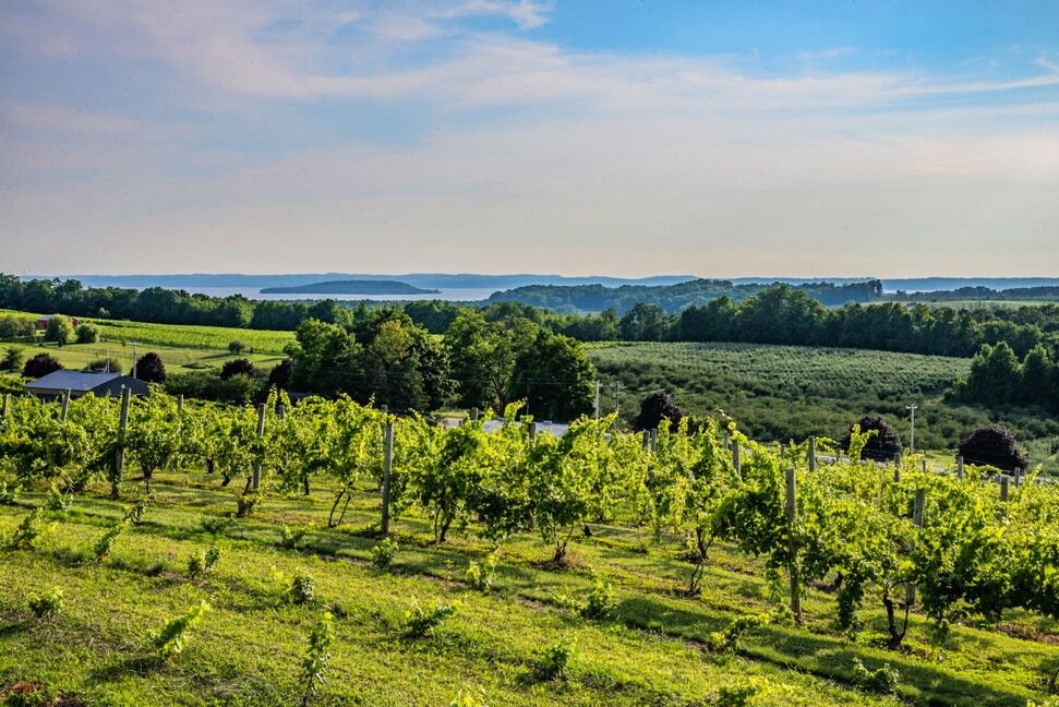 © Ente del Turismo  | Dry Creek Valley - ph Mariah Harkey Sonoma County