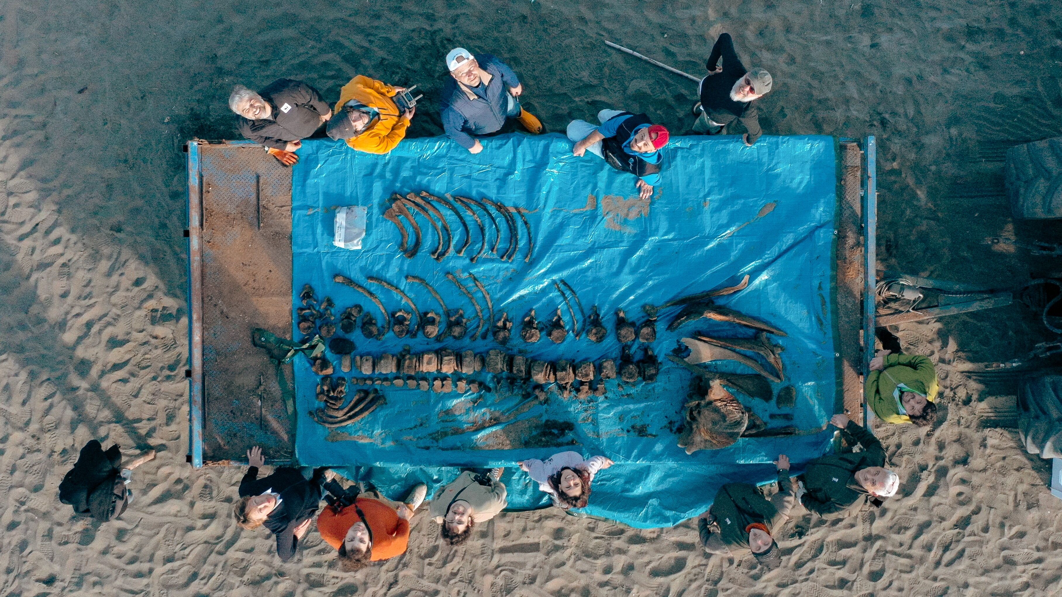 © Wwf