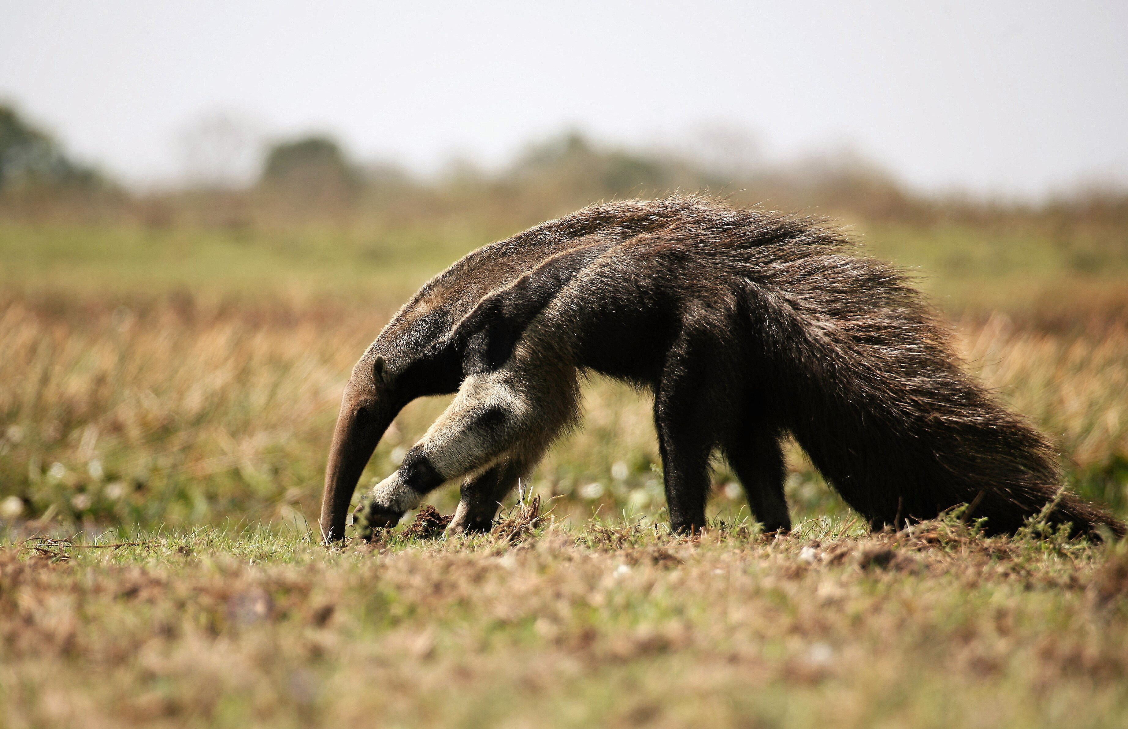 © Wwf