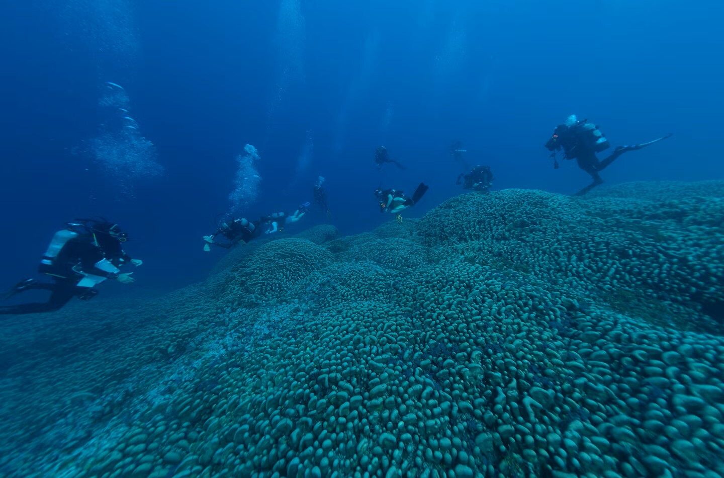 © Manu San Félix, National Geographic Pristine Seas 