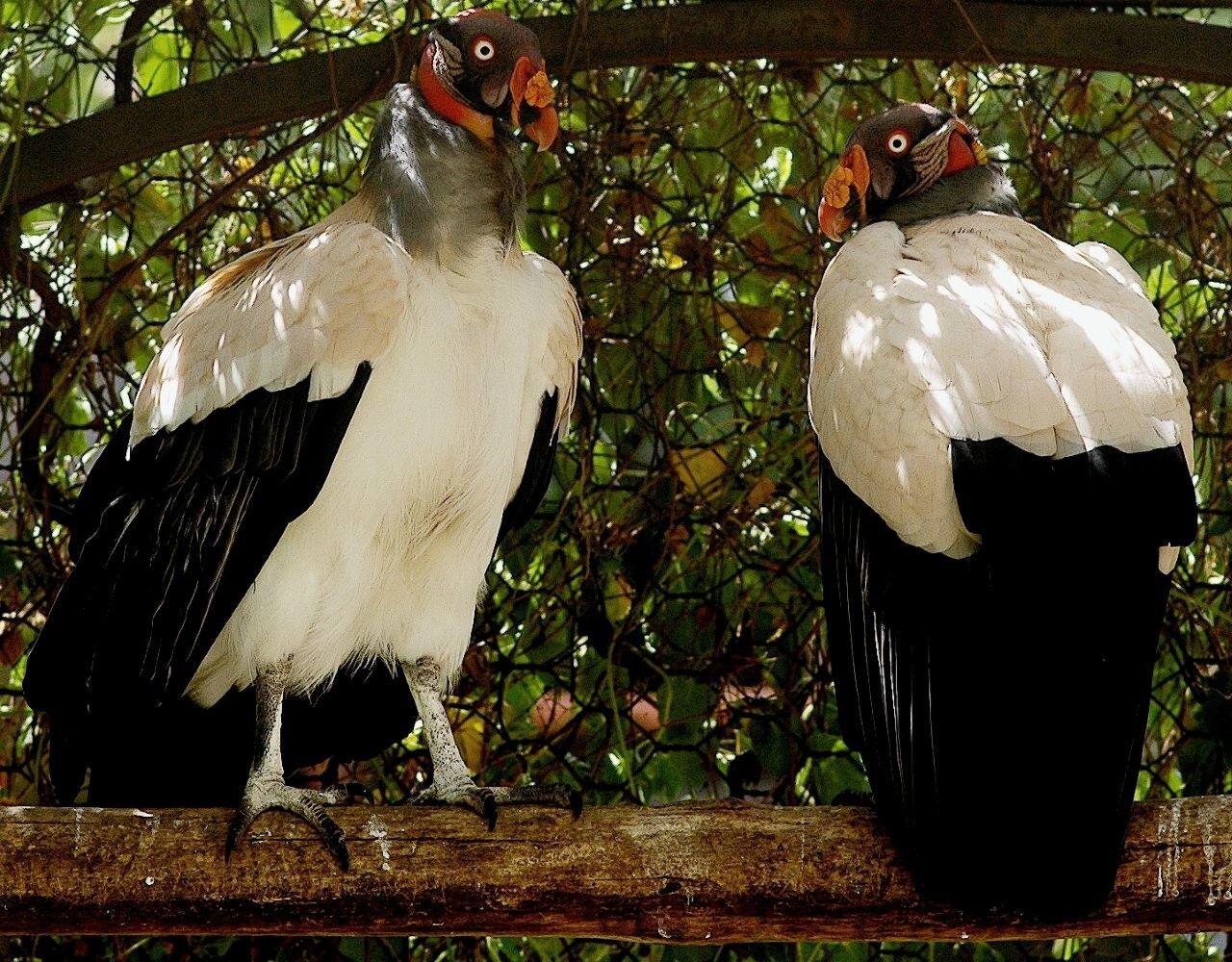 © Massimiliano Di Giovanni – Archivio Bioparco
