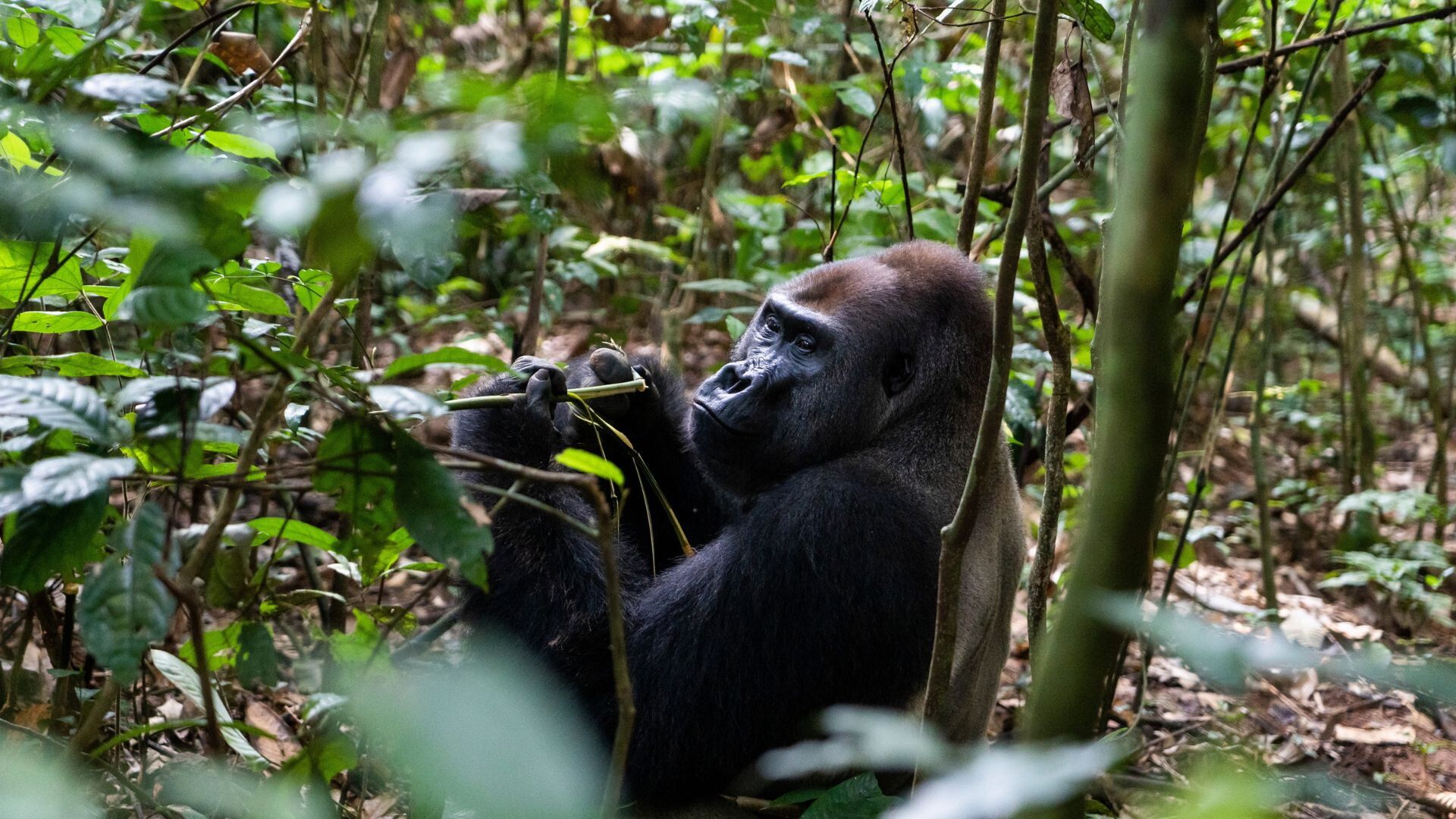 © © Andy Isaacson - WWF-US
