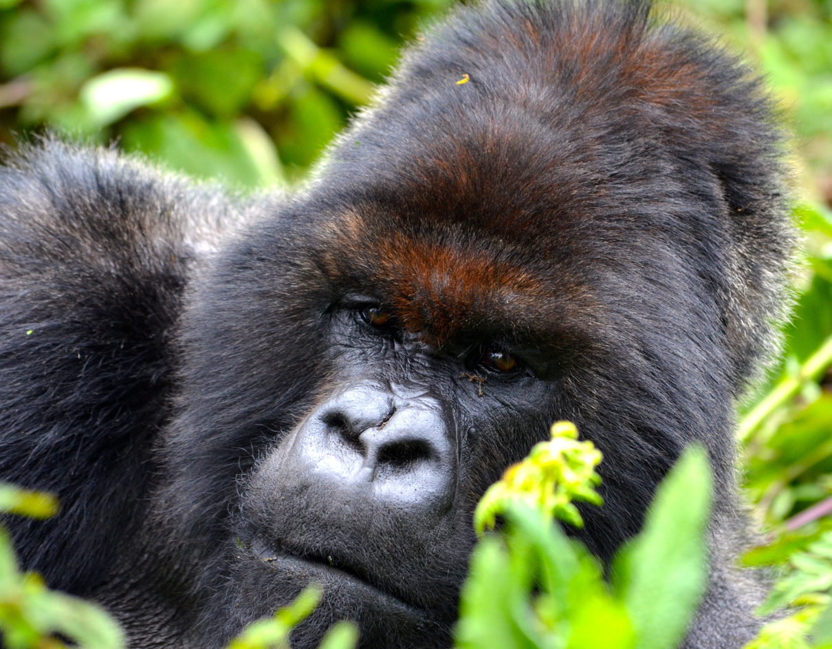 © © Cliff Foltz Bwindi National Park Rwanda