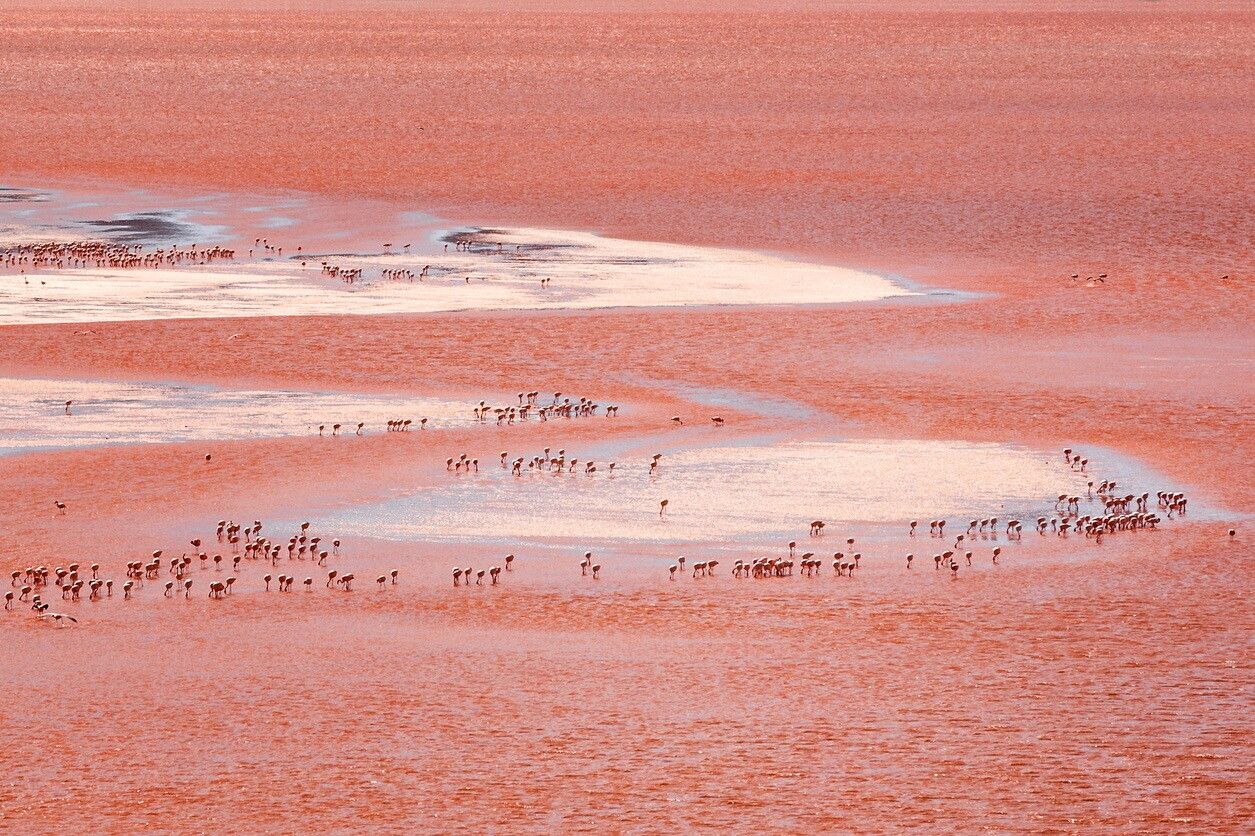 © Istockphoto  |  Laguna Colorada, Bolivia