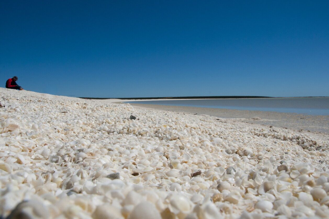 © Istockphoto |  Shell Beach, Shark Bay, Australia 