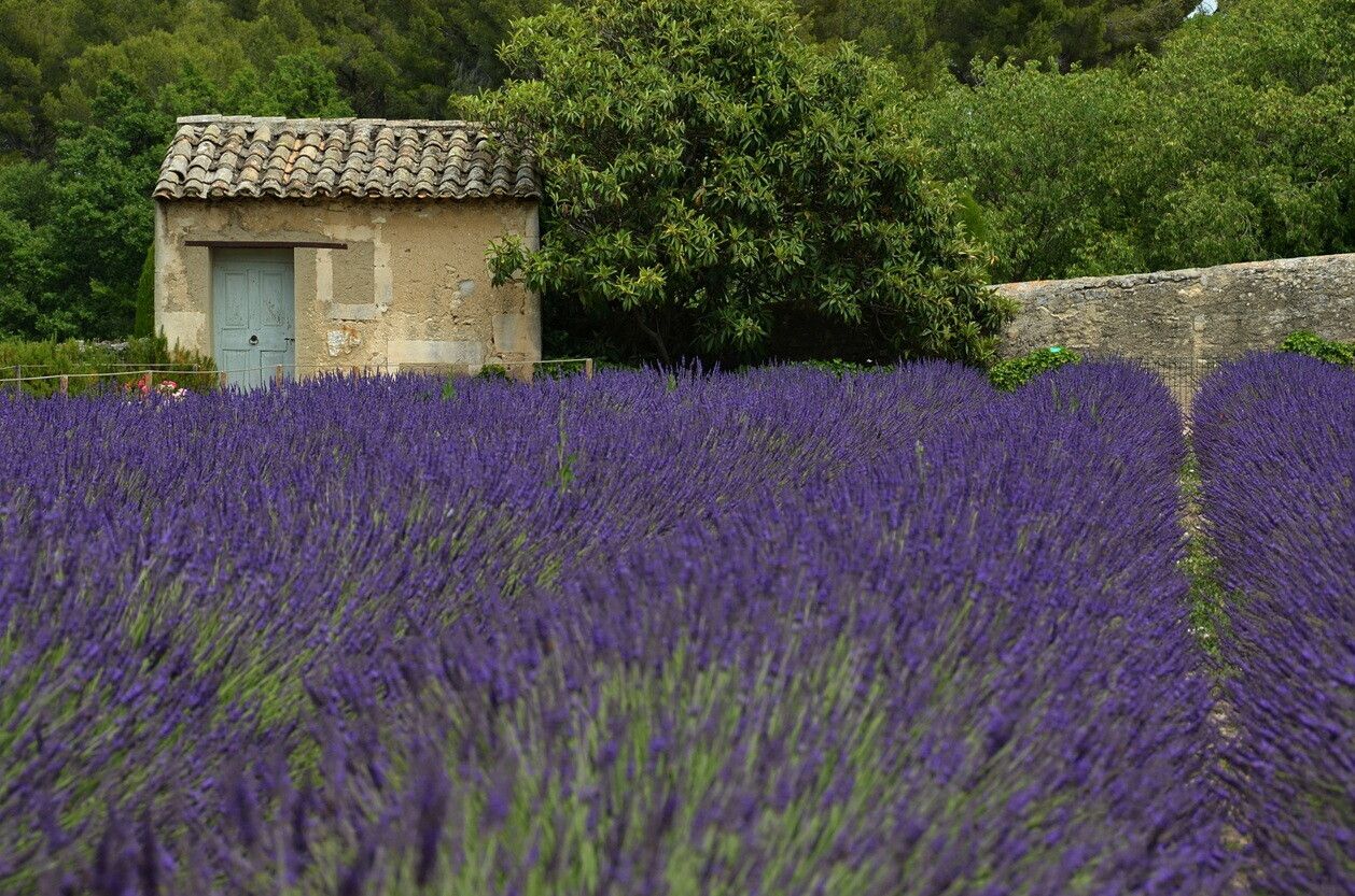 © Istockphoto | Saint Remy de Provence: sulle tracce di Van Gogh