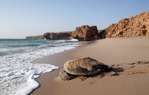 © Ufficio stampa  | Oman, tartaruga sulla spiaggia