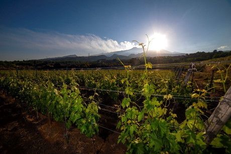 © Ufficio stampa  | L'Etna vitivinicolo