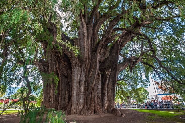 © Istockphoto  |  Albero di Tule, Oxaca, Messico