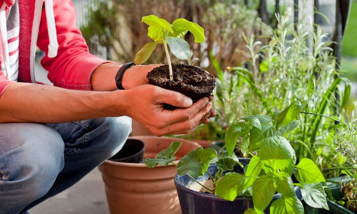 © Istockphoto  |  La primavera è il momento perfetto per creare un piccolo orto sul balcone di casa