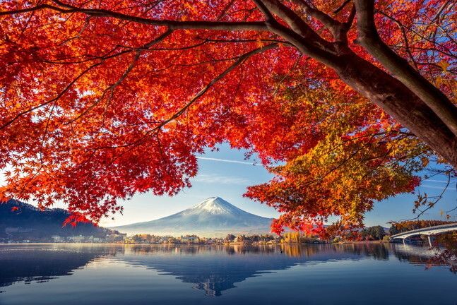 © Istockphoto  |  Rosso: Giappone, il Monte Fuji e i liquidambar