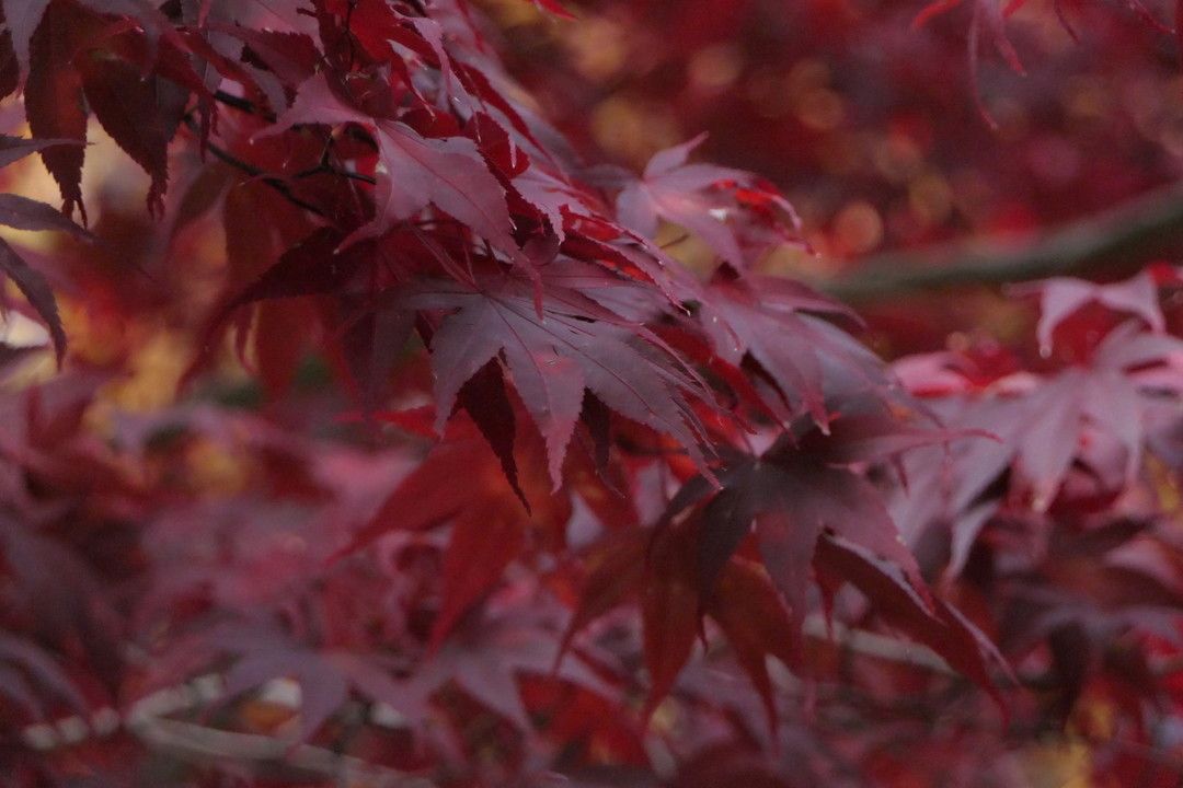 © Istockphoto  |  Rosso: Giappone, il Monte Fuji e i liquidambar