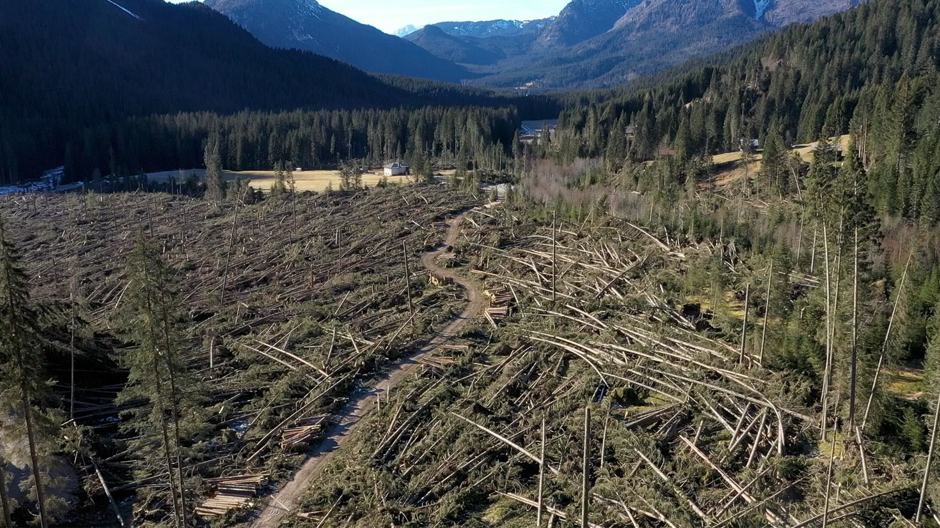© In concessione  | La foresta di Paneveggio la mattina del 30 Ottobre 2018, dopo il passaggio della tempesta.