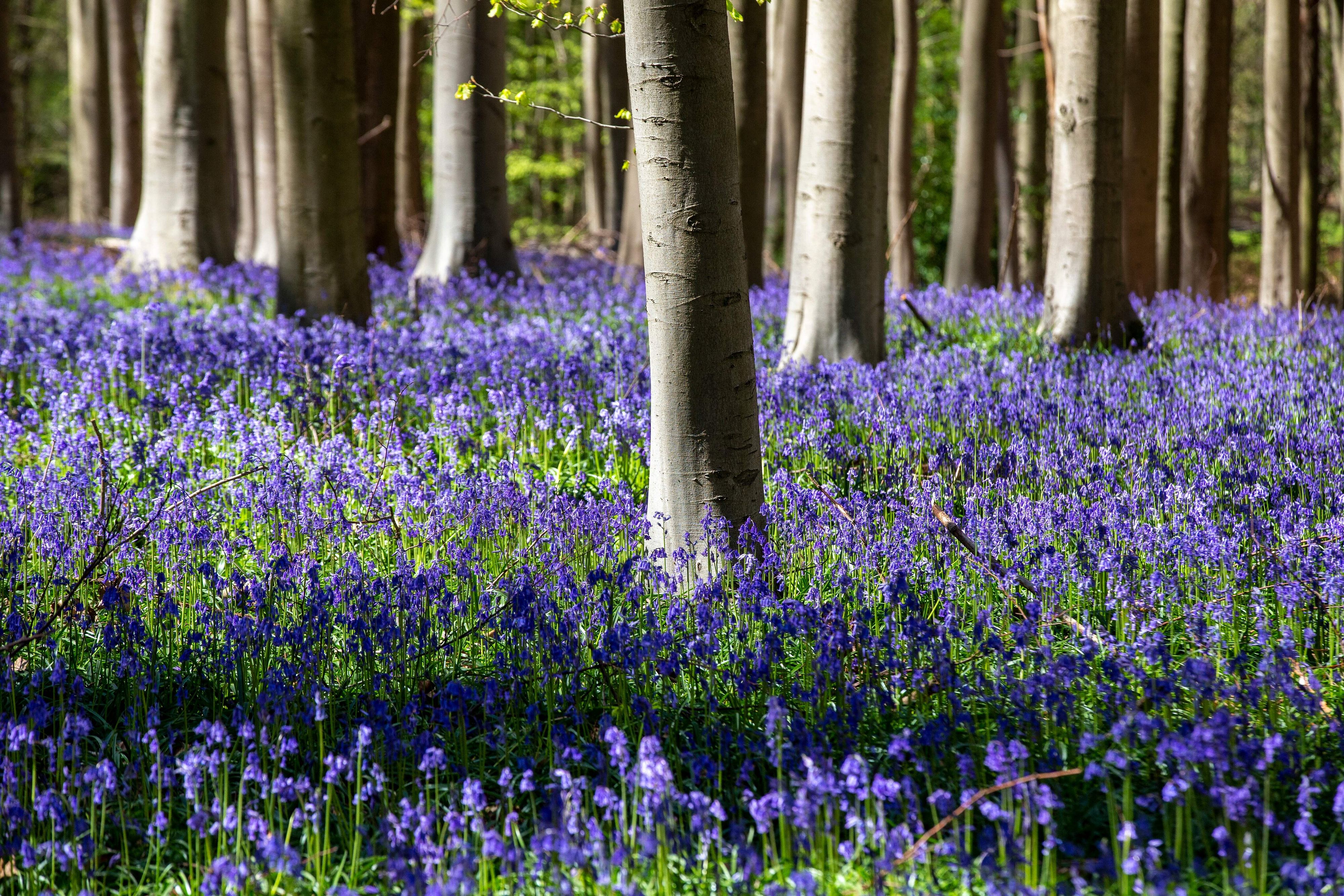 © Getty  |  La meravigliosa fioritura della foresta blu di Hallerbos in Belgio