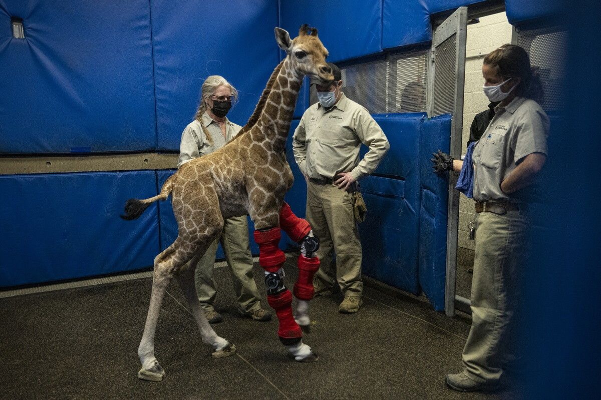 © sandiegozoo 