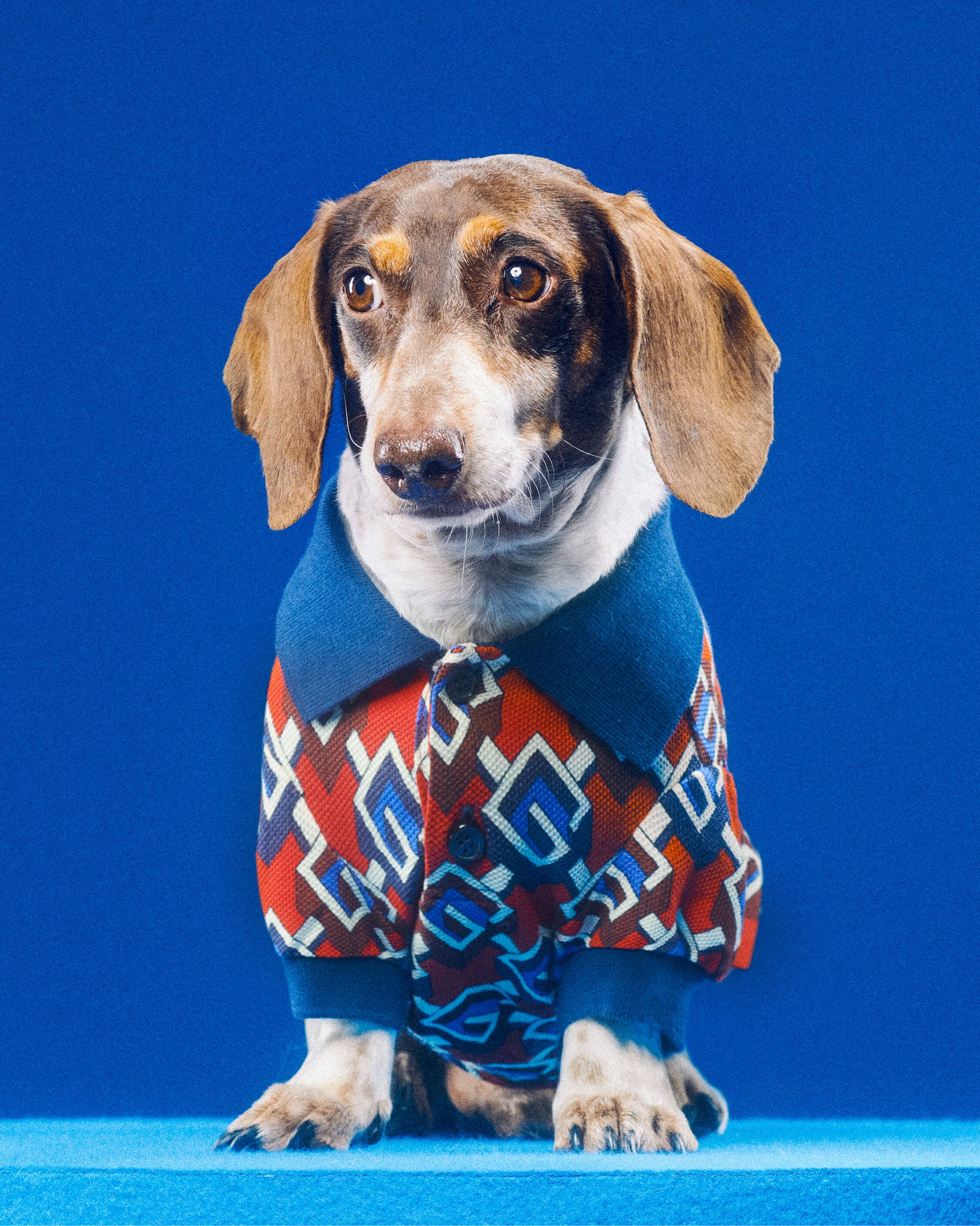 Moda dai cappottini alle polo le collezioni per cani e gatti Tgcom24