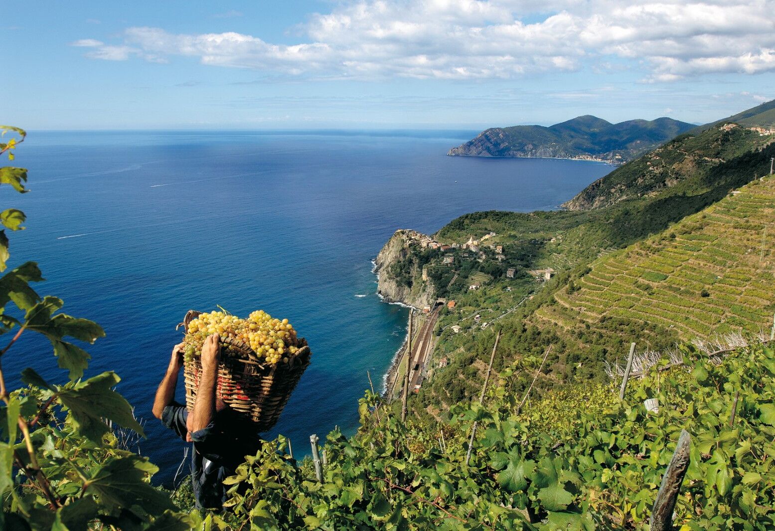 © Ente del Turismo  | Raccolta uva a Corniglia