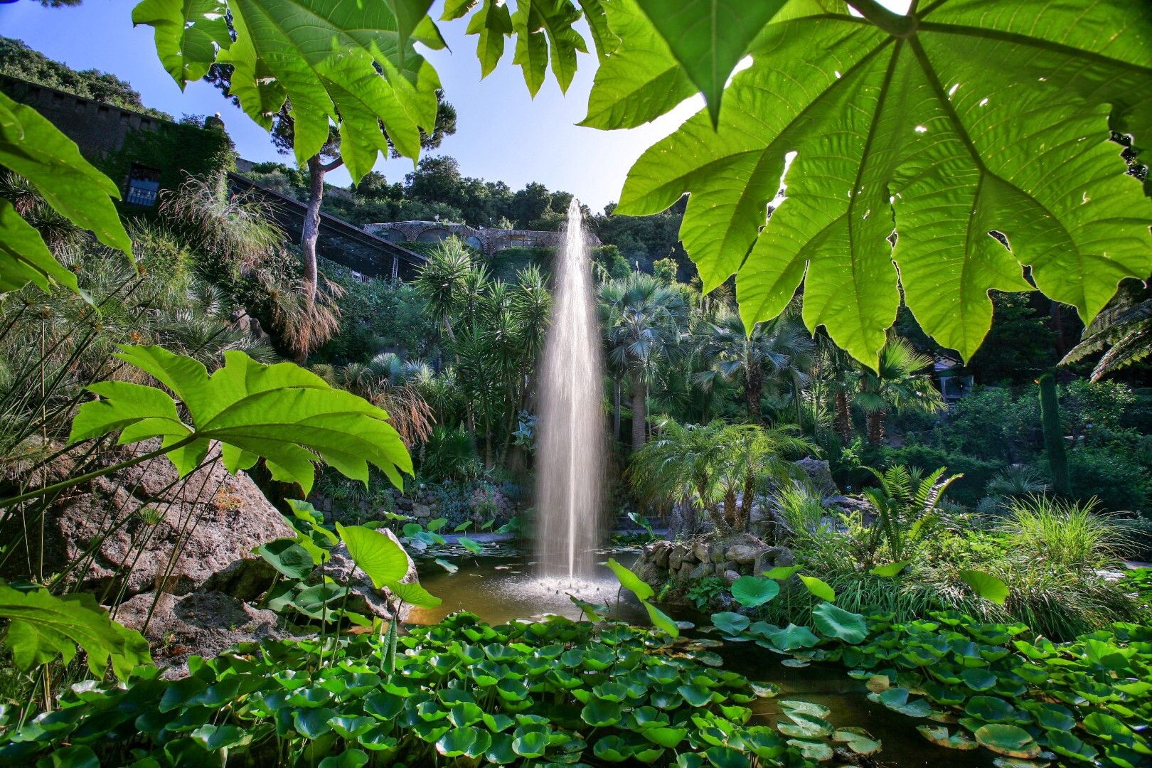 © Ufficio stampa  | Serra della ninfea, Victoria amazonica, Archivio Fondazione Walton