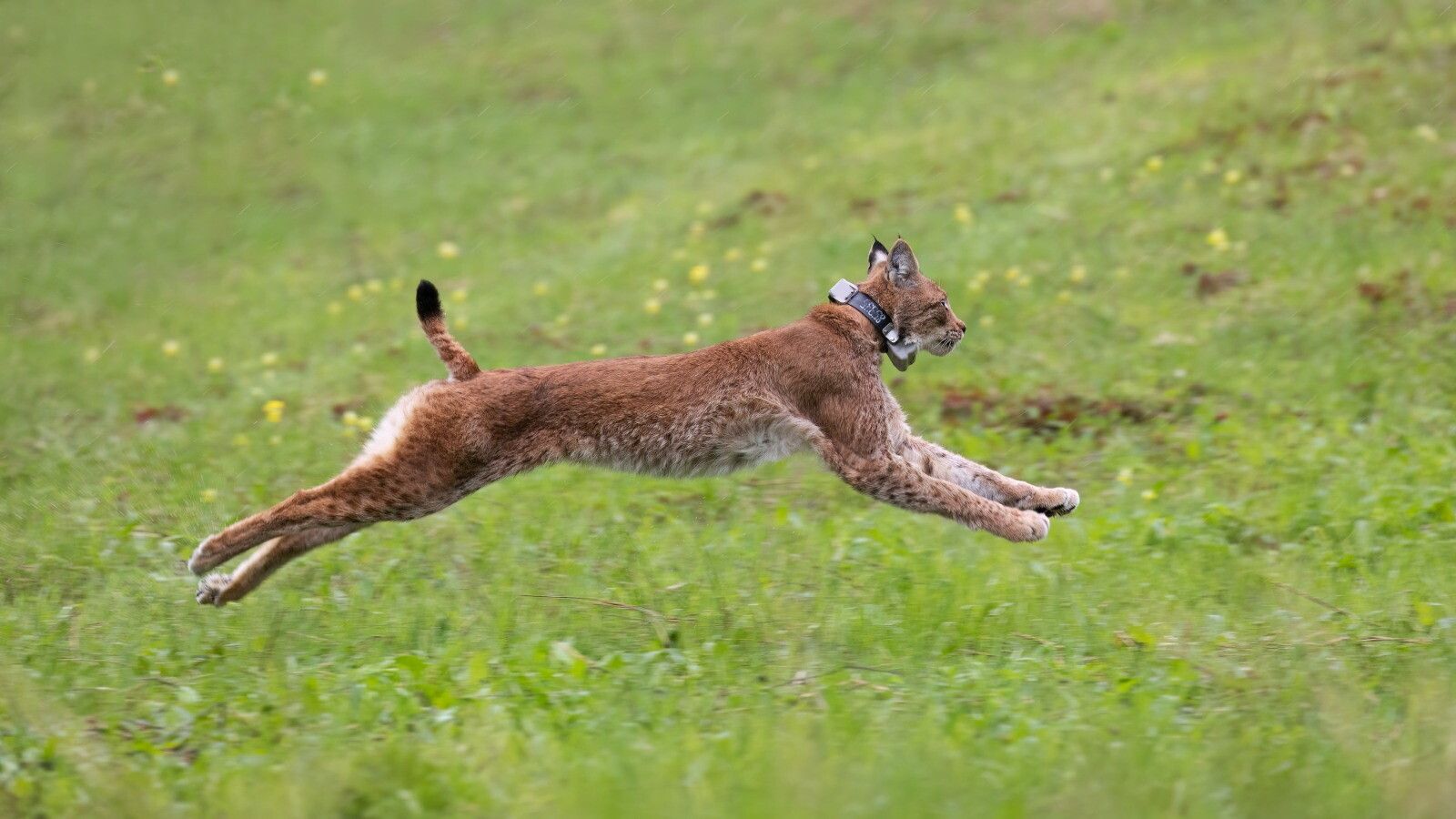 © Ufficio stampa WWF
