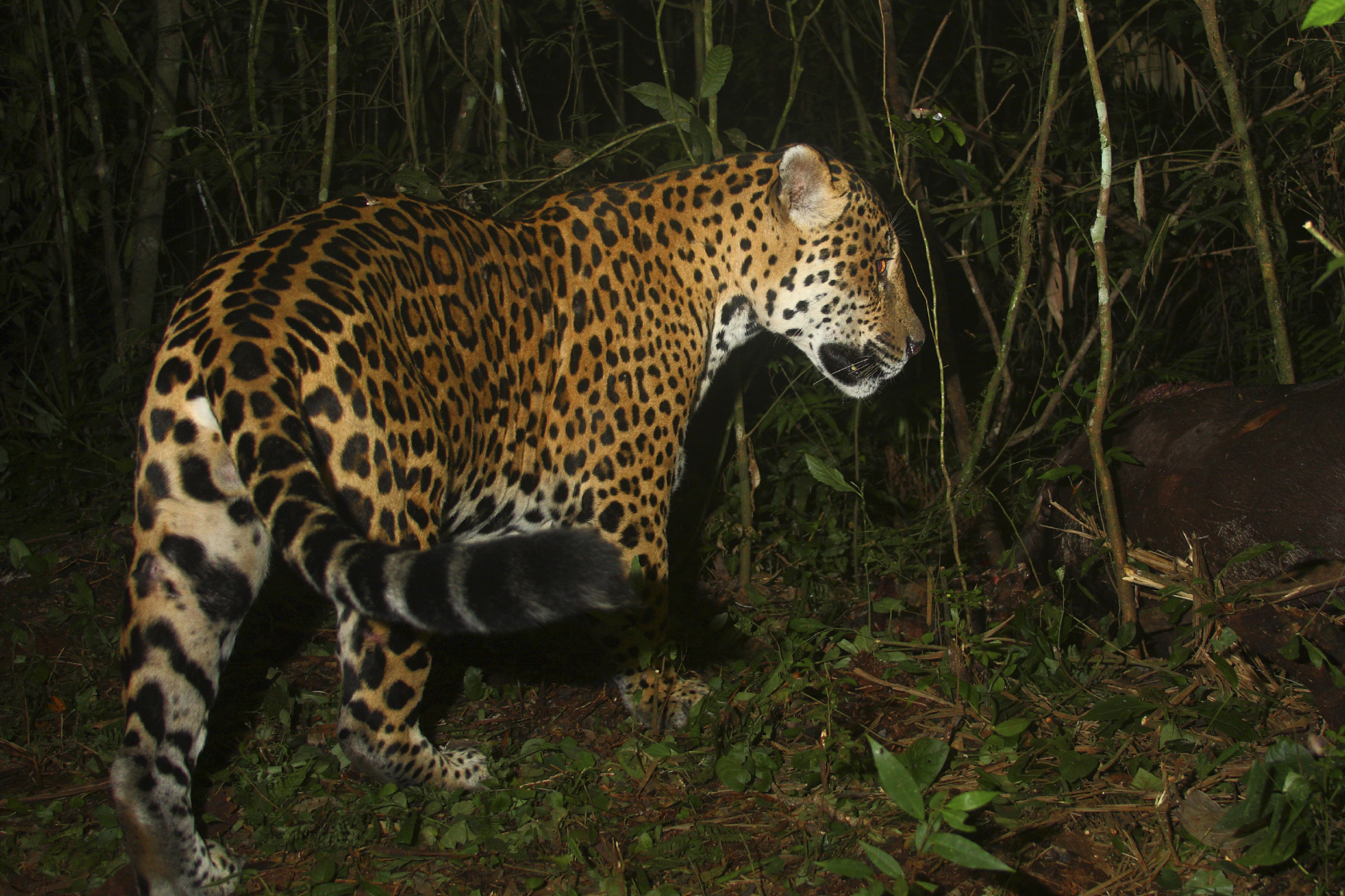 © Wwf