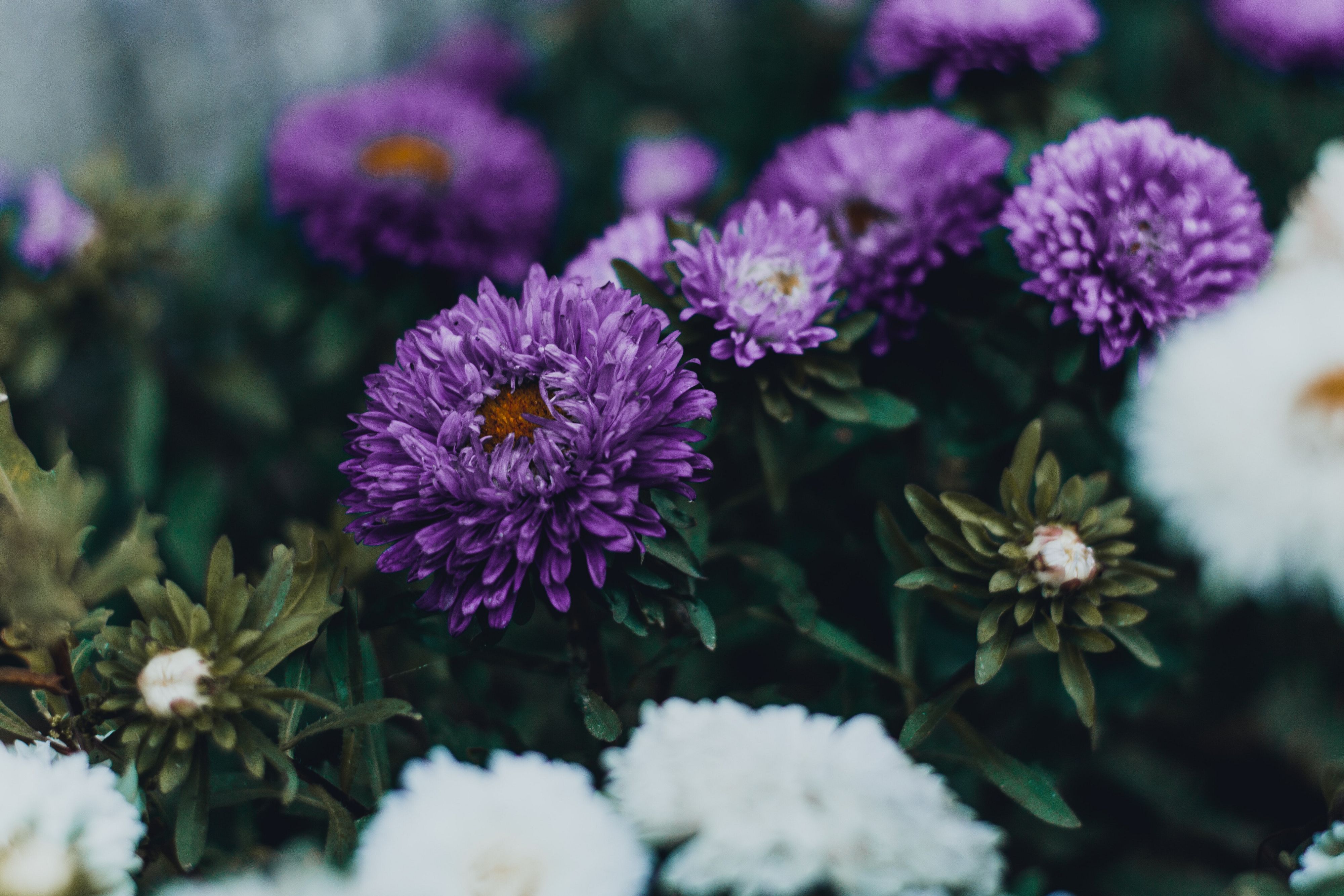 © Pexels
