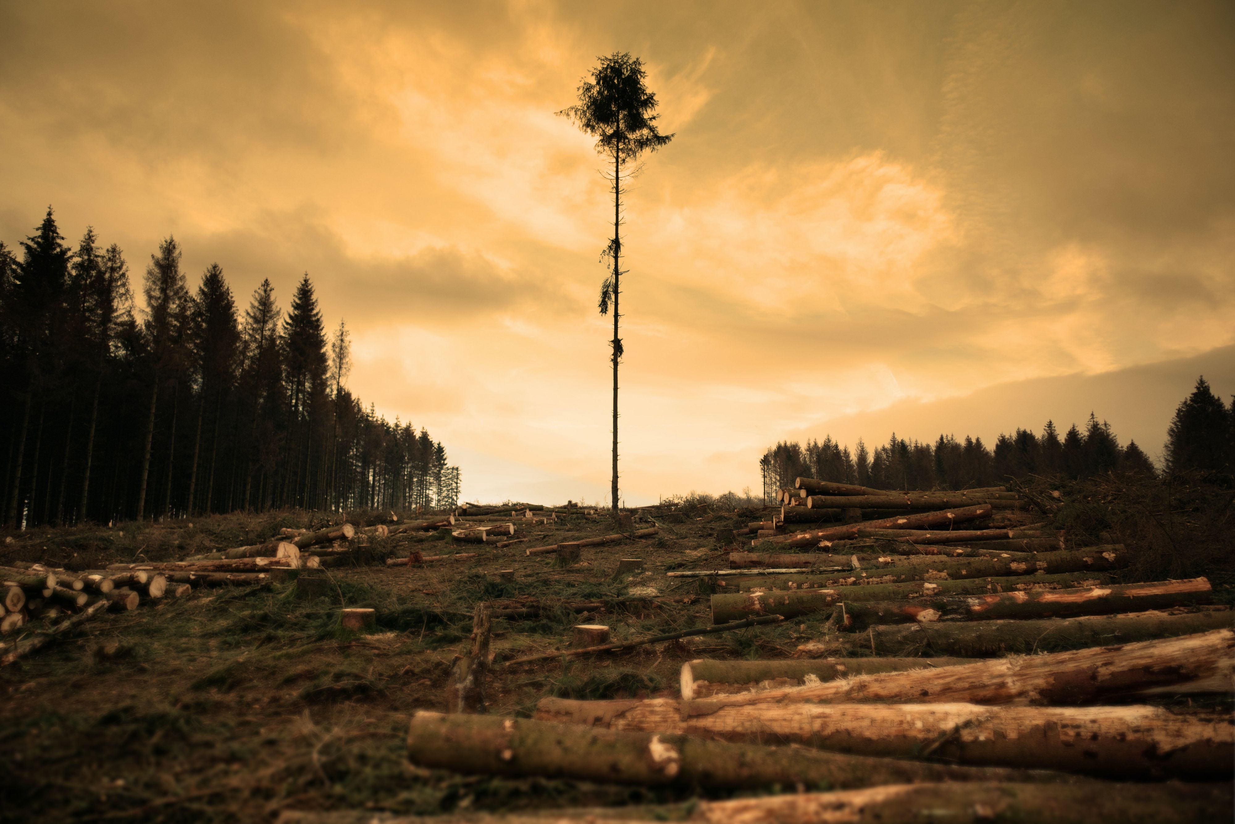 Negoziati a Bruxelles sul rinvio della legge contro la deforestazione importata: divergenze tra Parlamento e Consiglio