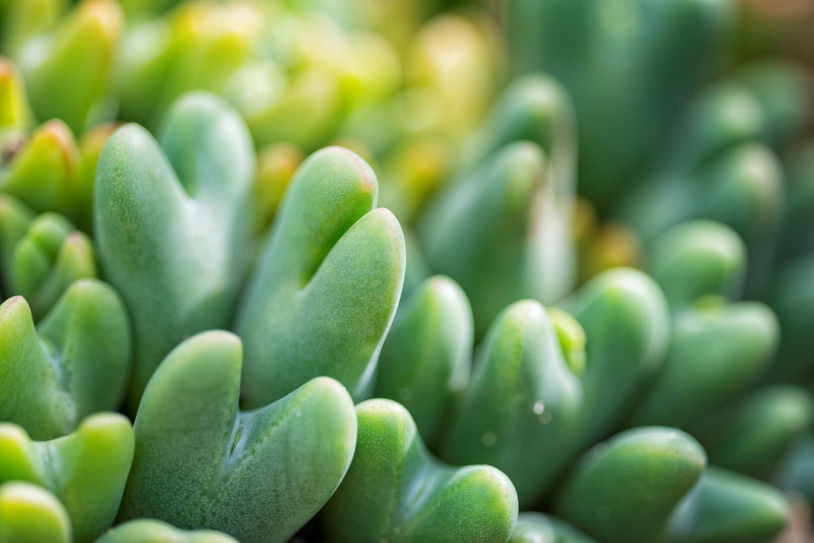 © Istockphoto  | Sedum morganianum - È conosciuto anche come “Coda d’asino”