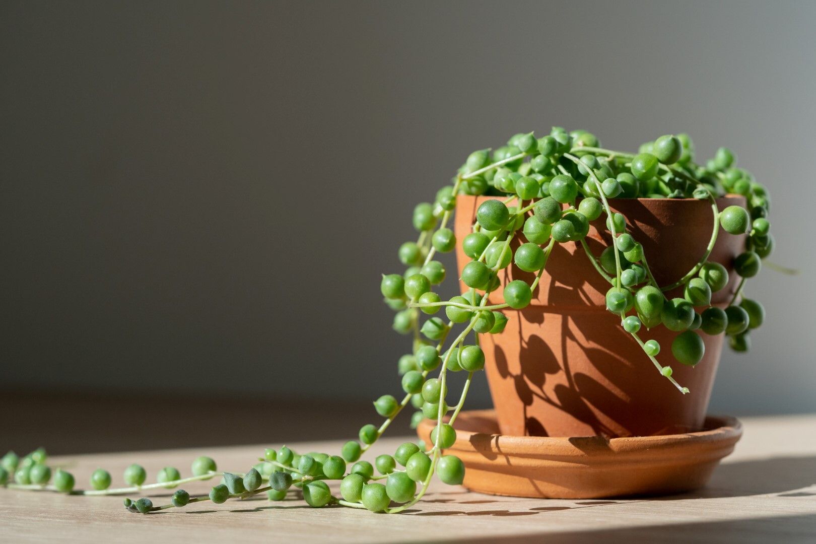 © Istockphoto  | Sedum morganianum - È conosciuto anche come “Coda d’asino”