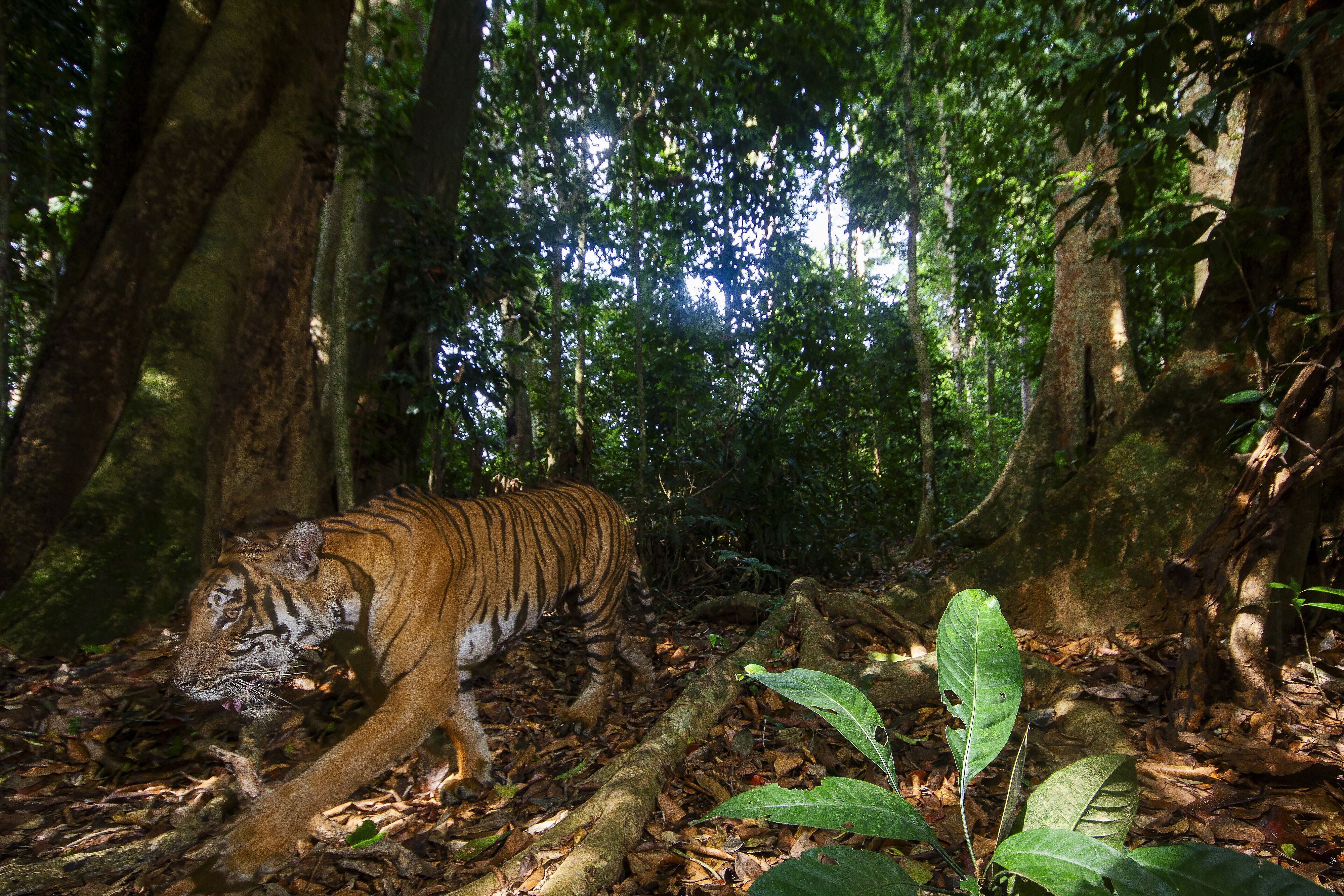 © Wwf