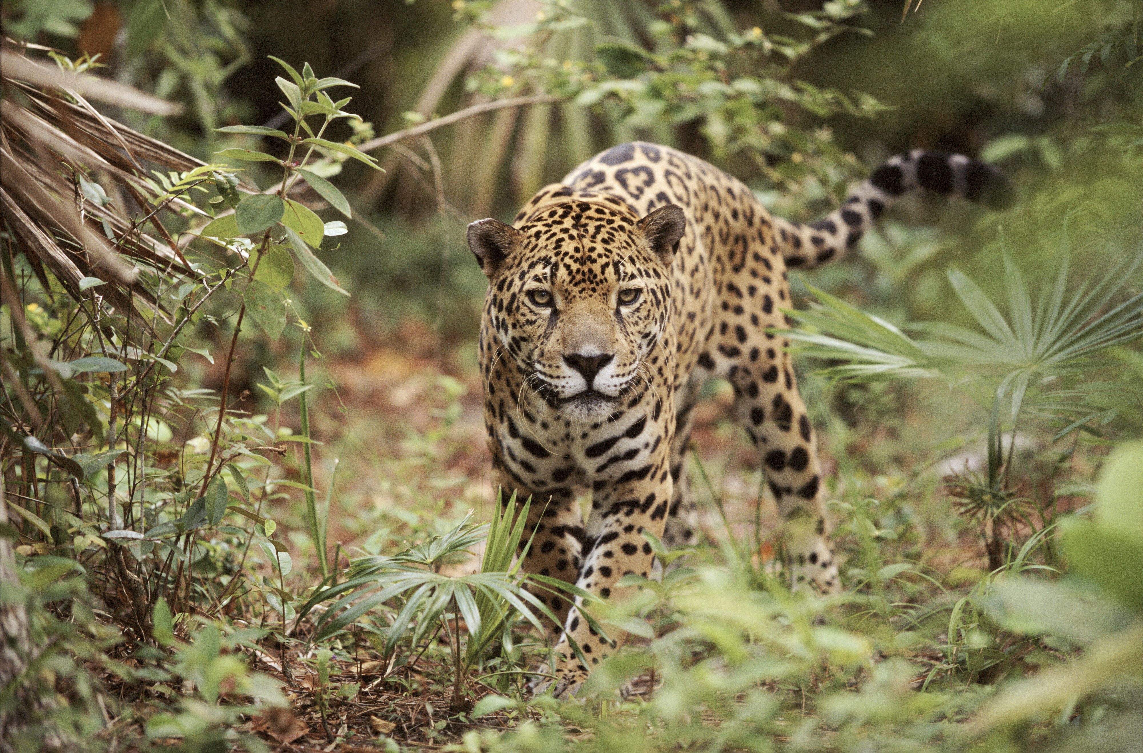 © Wwf