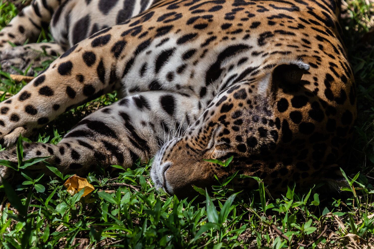 © Wwf