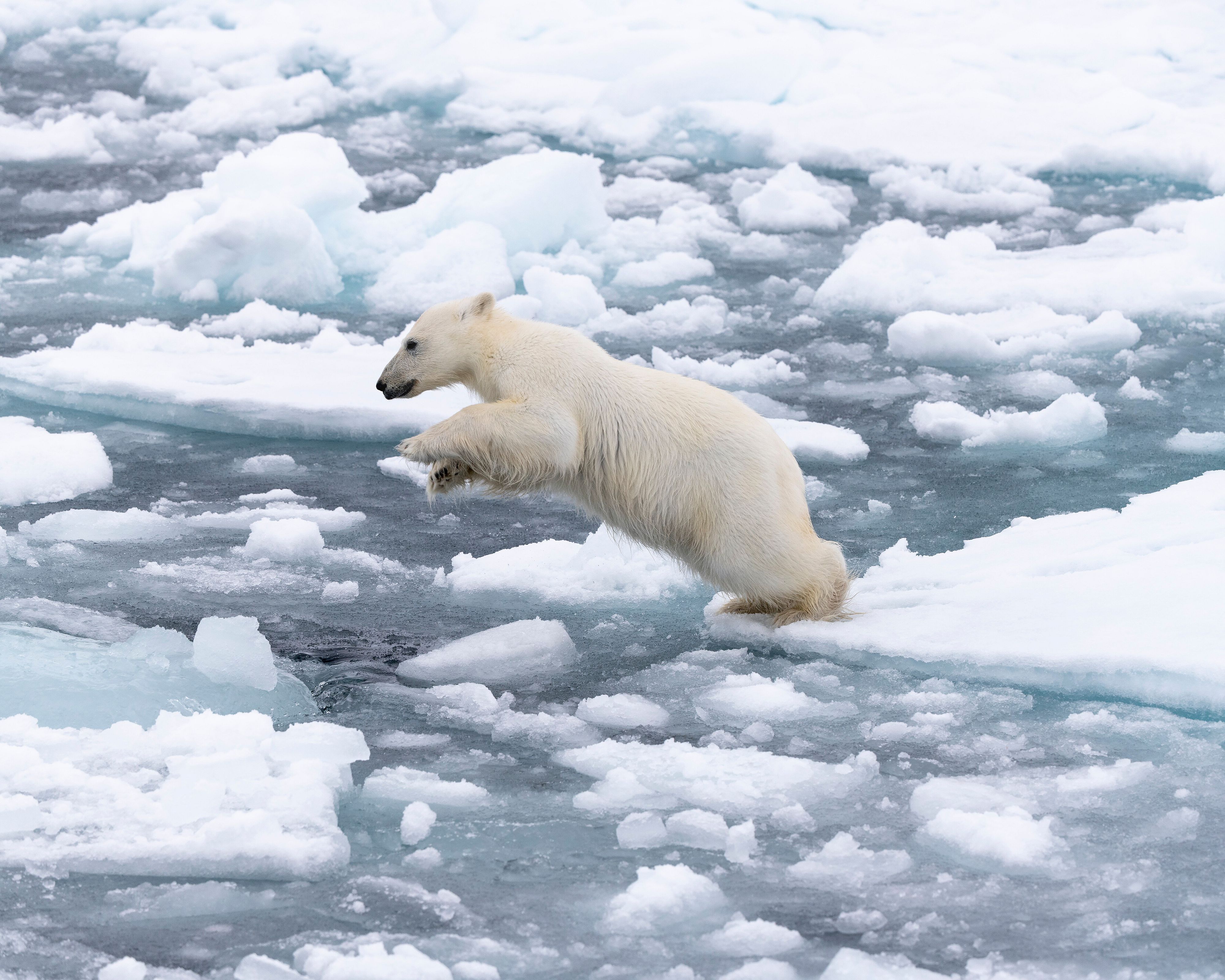 © Wwf