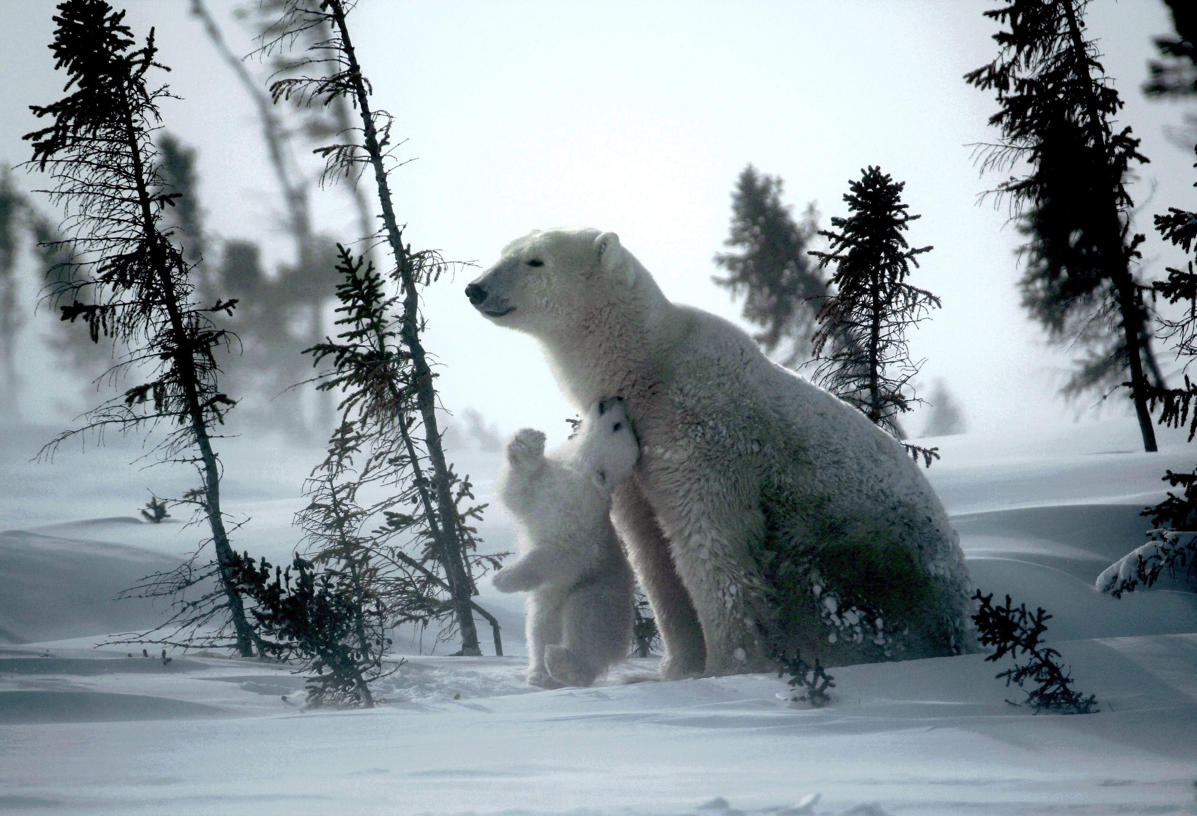 © Wwf