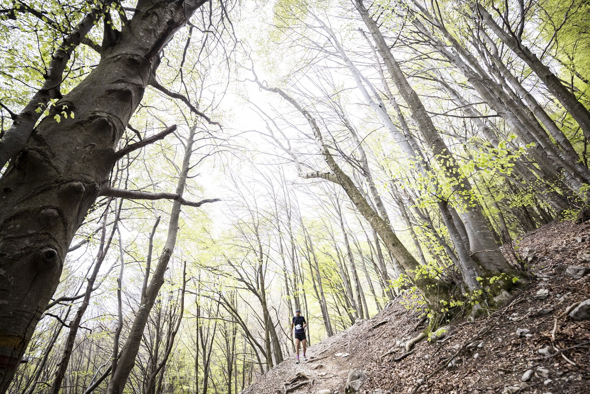 © Francesco Bergamaschi