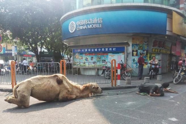 © dal-web 