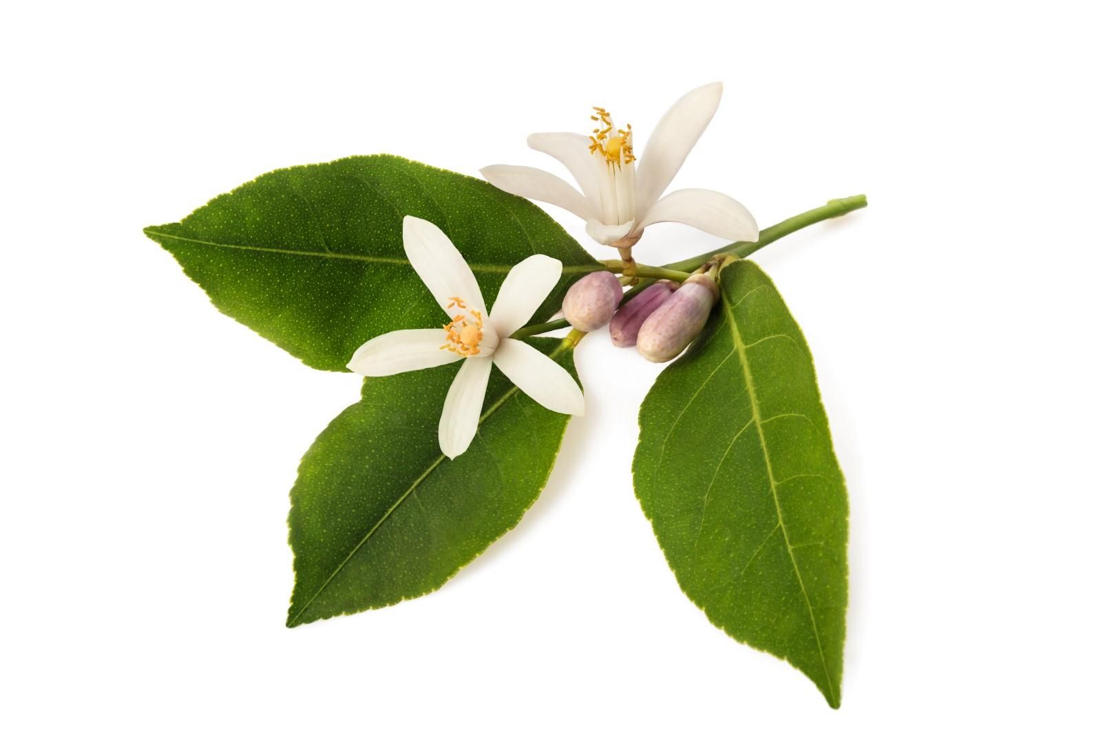 © istockphoto  | Fiore d'arancio, tra le note di cuore