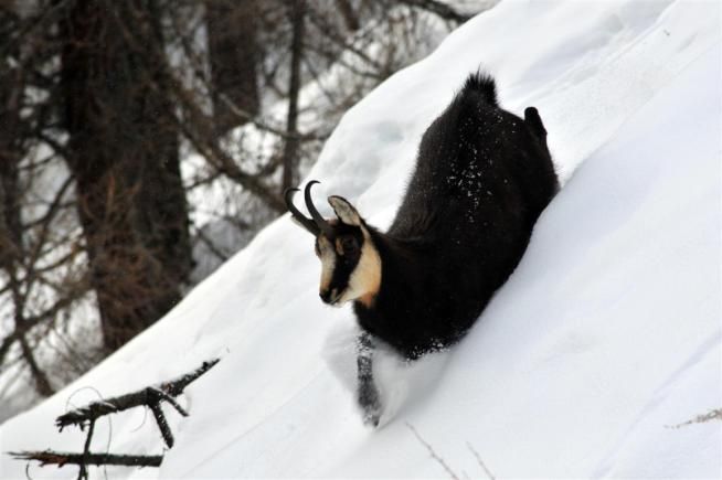 © ufficio-stampa  | Foto: dall'archivio del Parco Nazionale Gran Paradiso 