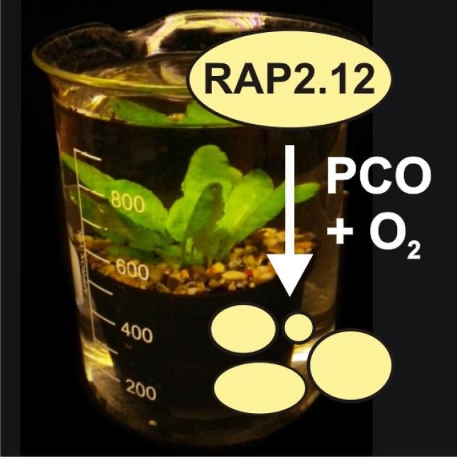 © ufficio-stampa  | Piante sommerse di Arabidopsis thaliana rilasciano nell’acqua l’ossigeno prodotto attraverso la fotosintesi. Foto di Sandro Parlanti