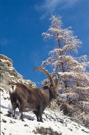 © ufficio-stampa  | Foto: dall'archivio del Parco Nazionale Gran Paradiso 