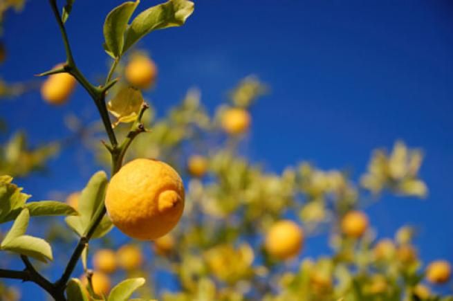 © Dal Web  | Il crescione - E' una pianta aromatica, facile da coltivare, ideale per insalate o panini. Ha un ridotto apporto calorico, contrasta i radicali liberi e depura il fegato.