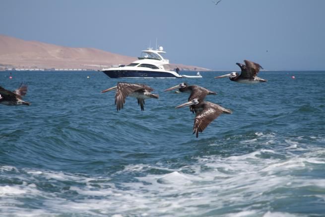 © ente-del-turismo  | Riserva naturale di Paracas, in Perù