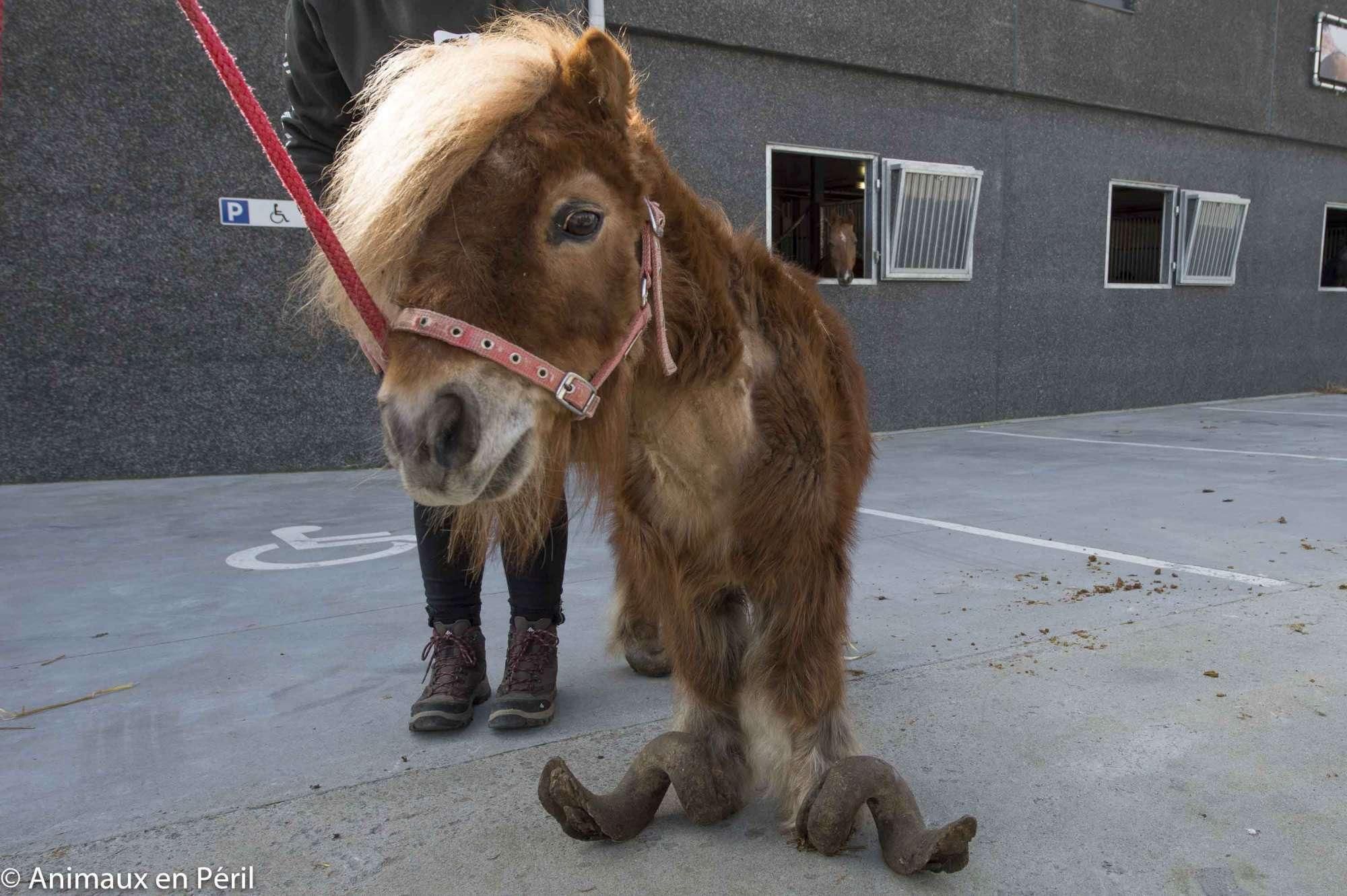 © iberpress  | FOTO©Animaux En Peril/IBERPRESS