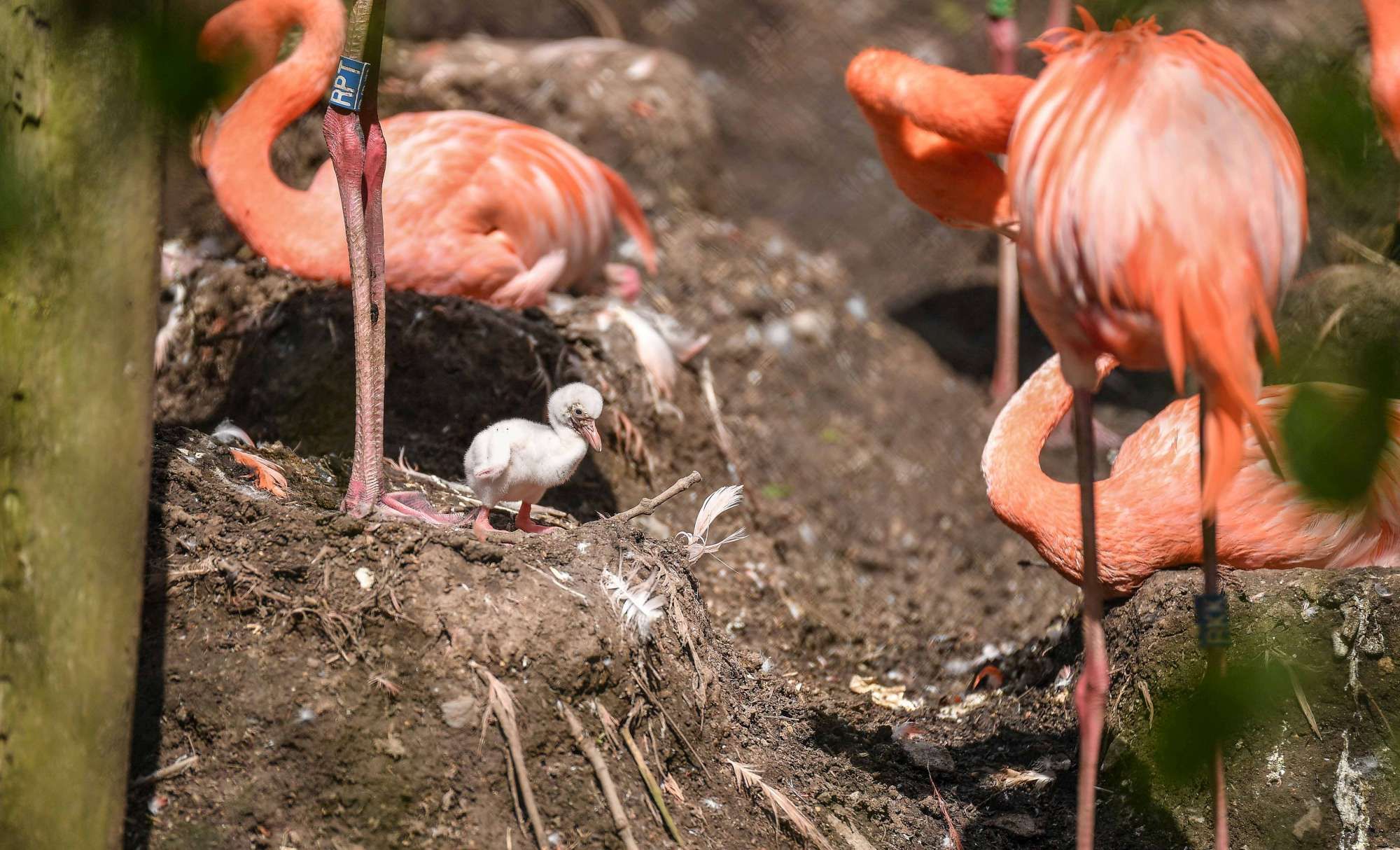 © iberpress  | PHOTOGRAPHER © Chester Zoo