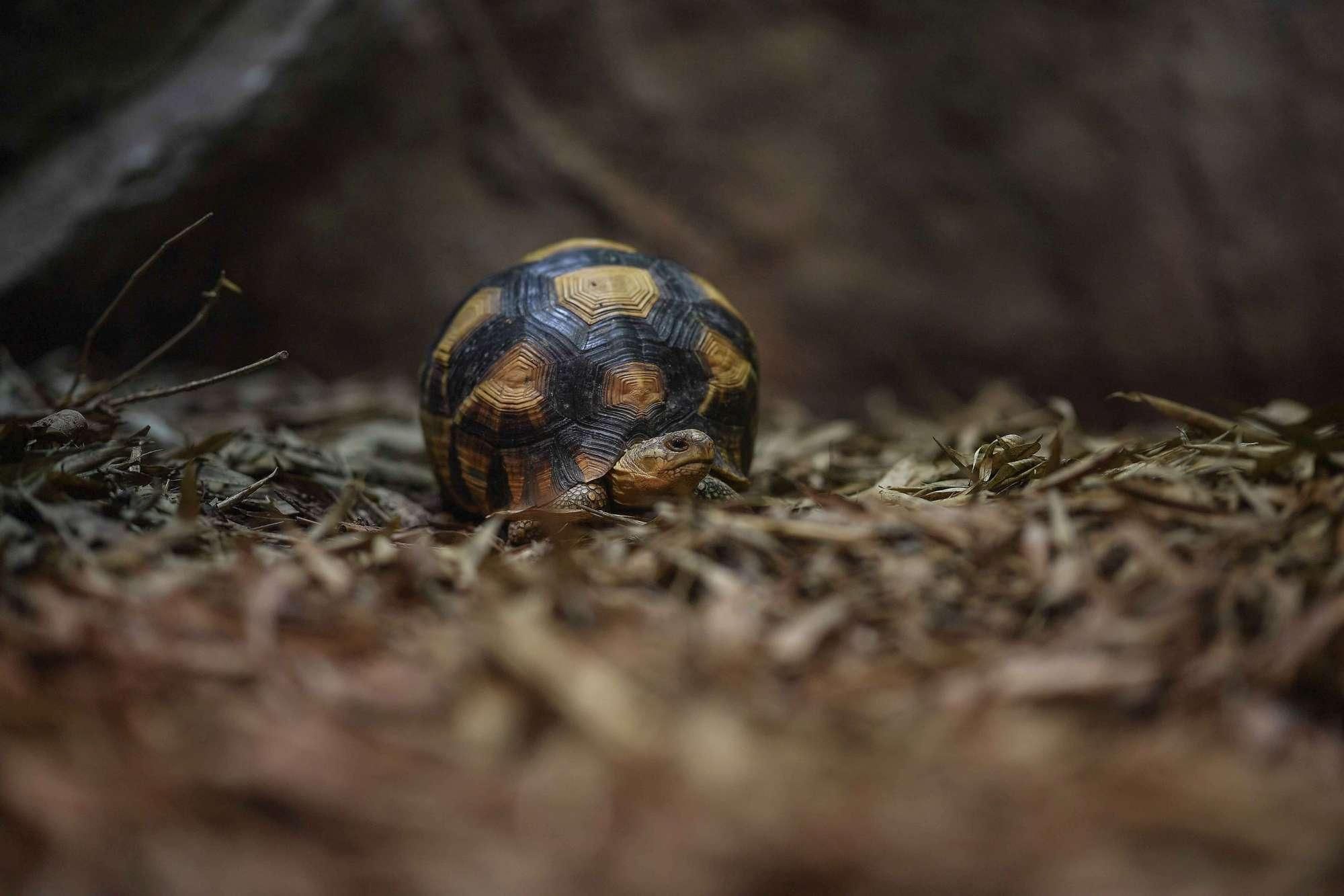 © iberpress  | FOTO©Chester Zoo/IBERPRESS