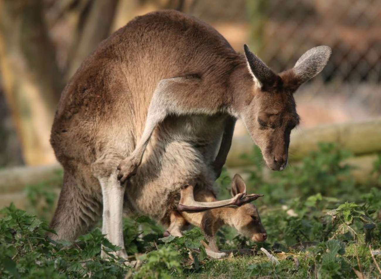 © iberpress  | FOTO©Miriam Haas/Paignton Zoo/IBERPRESS