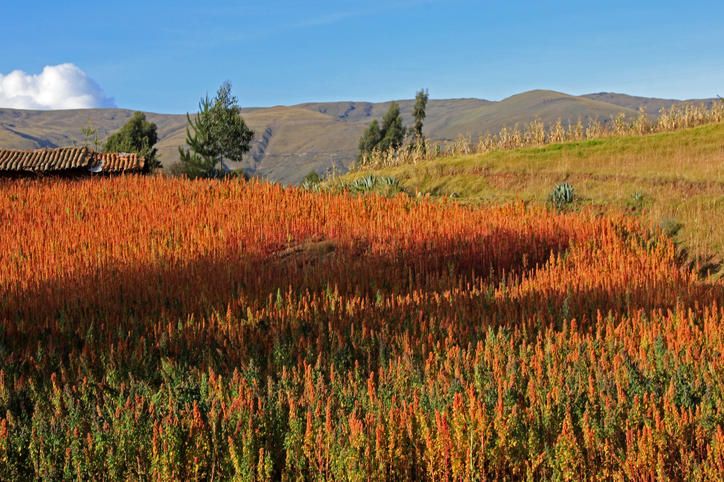 © istockphoto  | Priva di glutine, la quinoa ha ancora più proteine del frumento e persino del grano saraceno