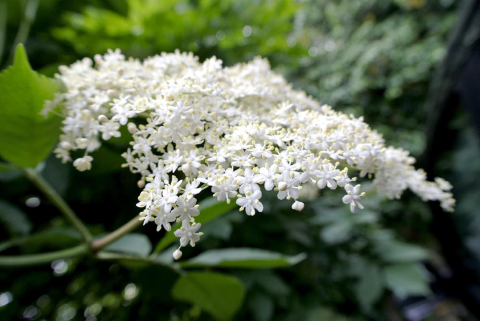 © istockphoto  | Oroscopo: a ogni segno il suo fiore